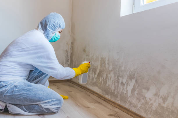 Licensed Mold Testing service in Sparta, MI - WQB Mold Removal